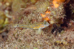 Pallid Goby photo 2