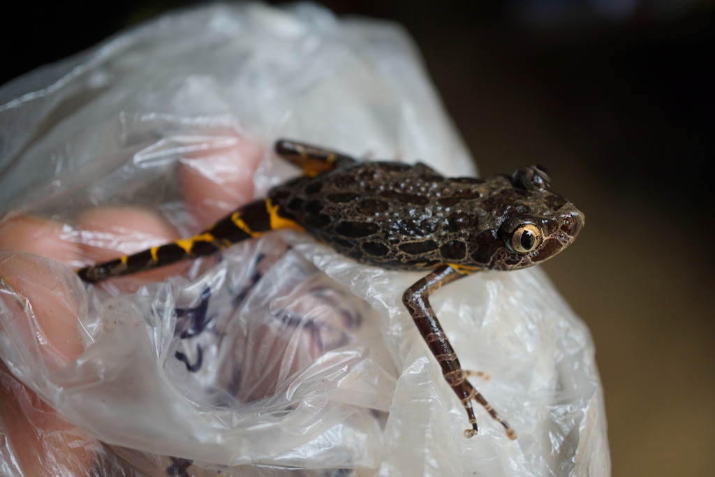 Marbled Running Frog from Boumi-Louetsi, Gabon on October 10, 2022 at ...