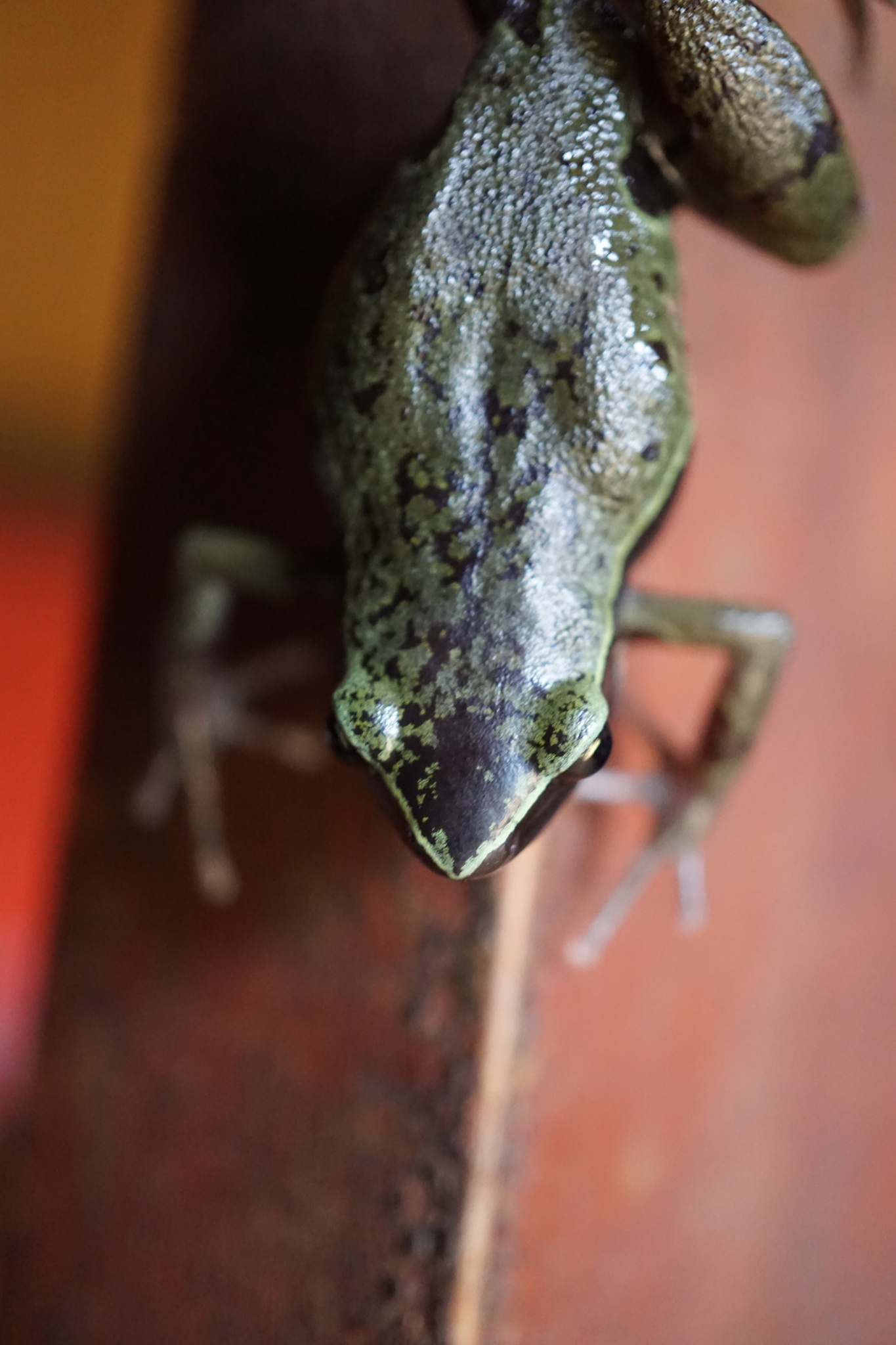 Cardioglossa escalerae Boulenger, 1903