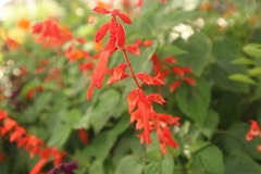 Salvia splendens