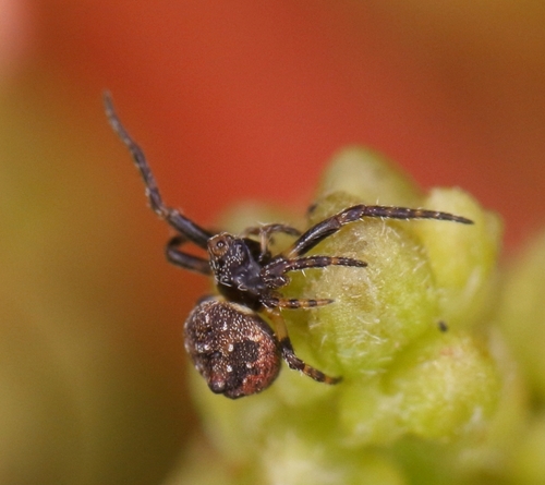 Photo of Hump Back Araneid Spider (Eriovixia excelsa)
