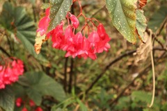 Salvia splendens