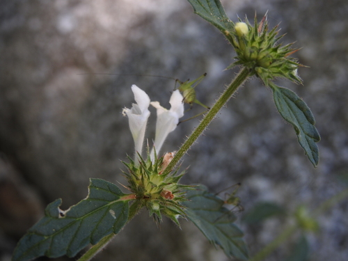 Image of Galeopsis segetum by (c) Yves Bas, some rights reserved (CC BY)