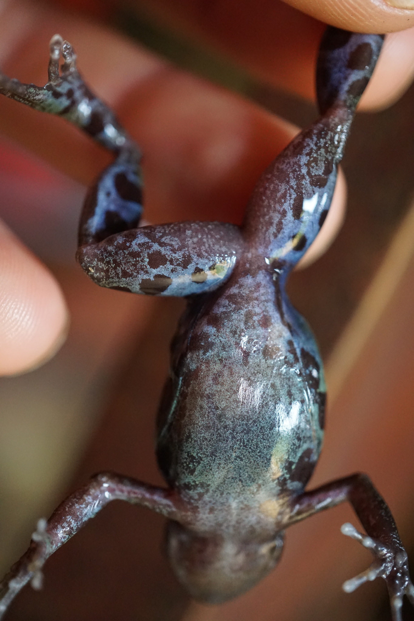 Cardioglossa escalerae Boulenger, 1903