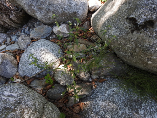 Image of Galeopsis segetum by (c) Yves Bas, some rights reserved (CC BY)