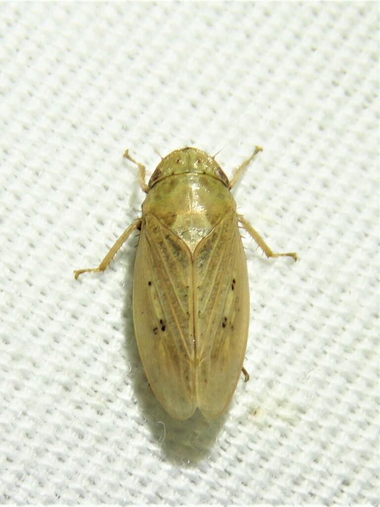 Negosiana dualis