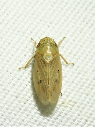 Negosiana dualis