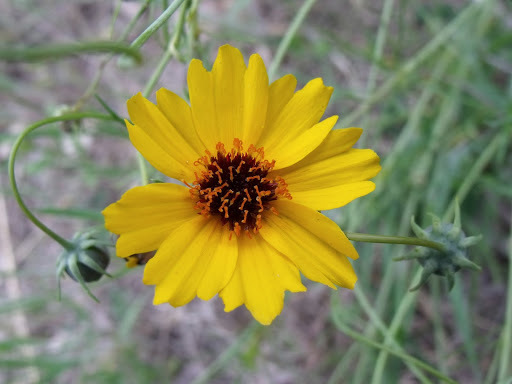 Greenthread (Thelesperma filifolium)