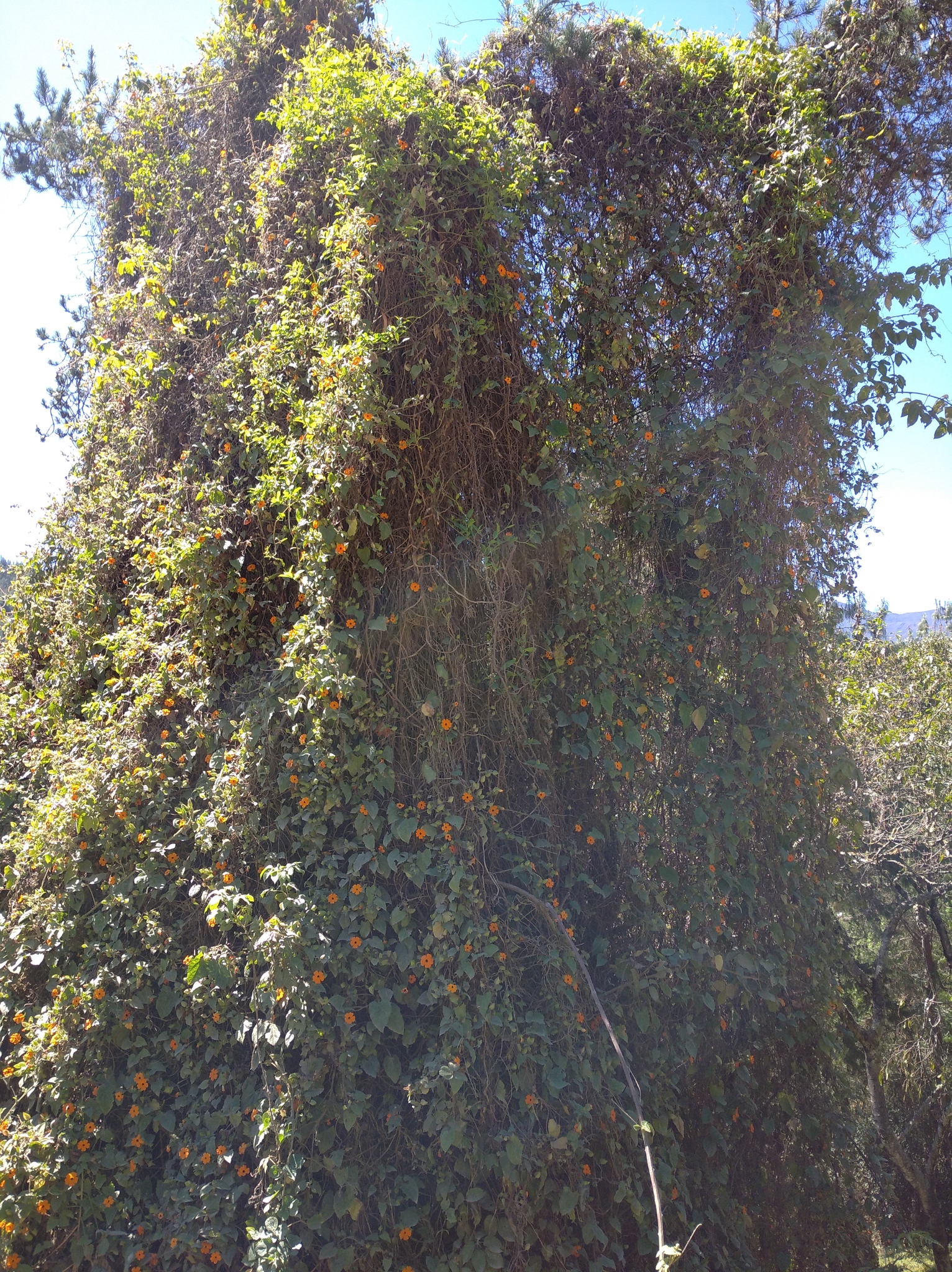 Thunbergia alata image