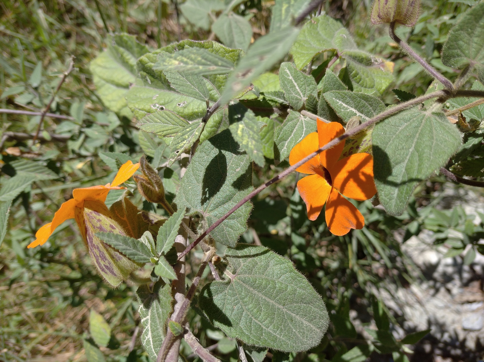 Thunbergia alata image