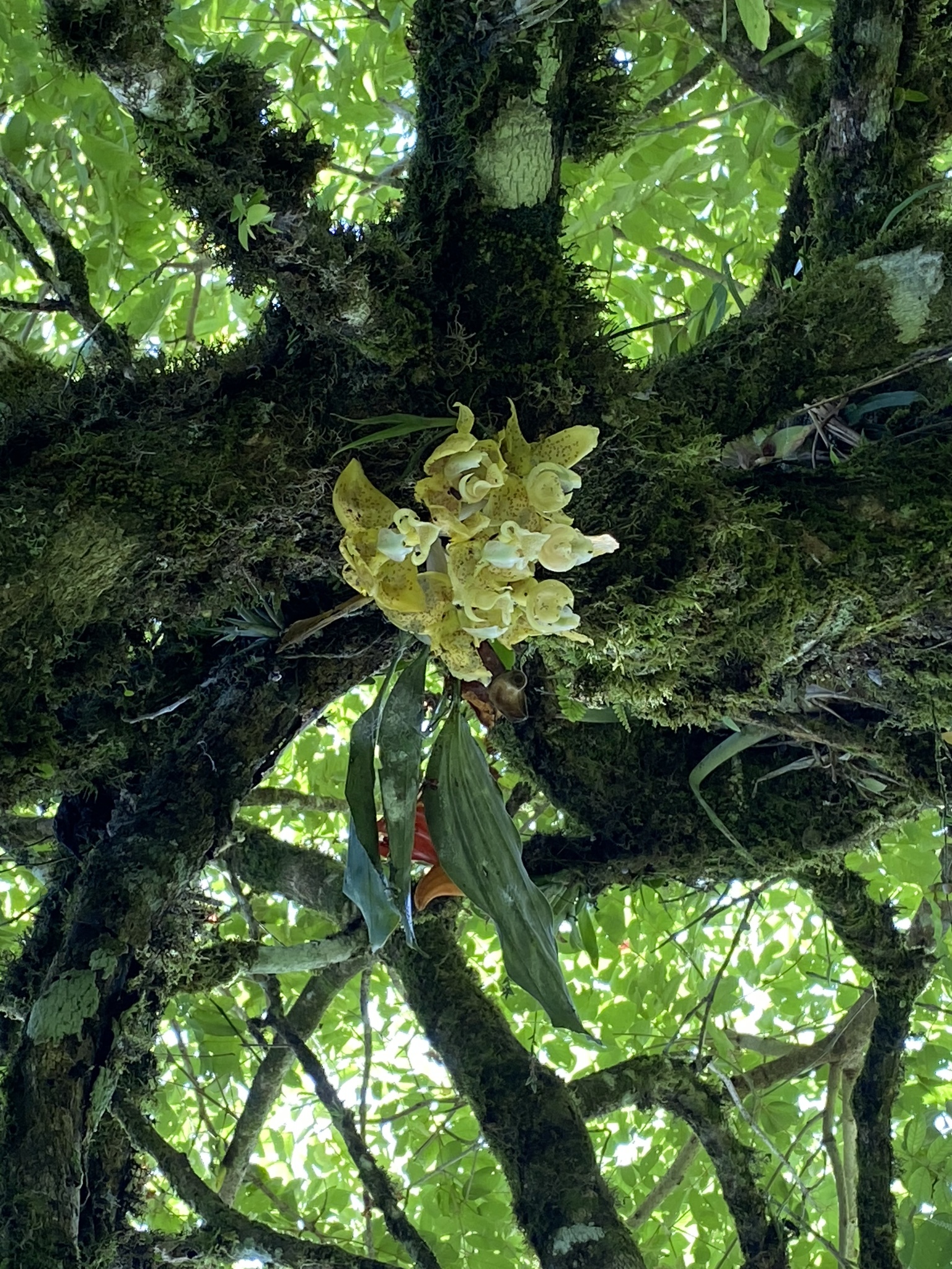Imagem de Orquídea Stanhopea
