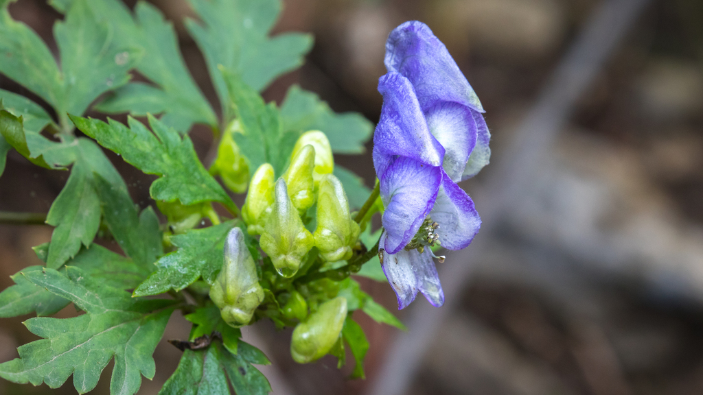 Genes-chave da biossíntese de alcaloides em Aconitum kusnezoffii identificados por análise de tecidos