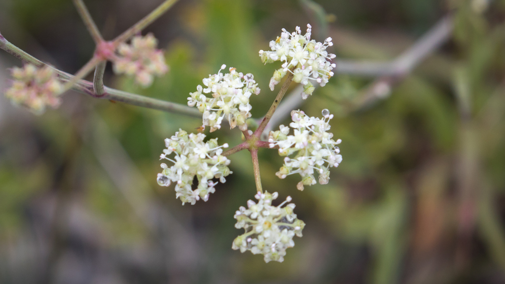 Seseli albescens