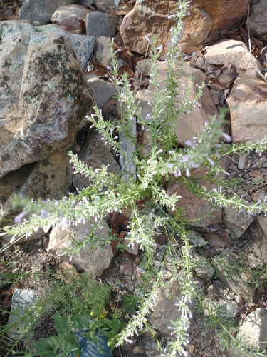 Image of Hedeoma dentata by no rights reserved