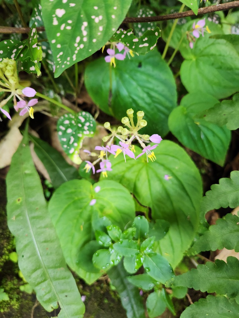 Sonerila wallichii