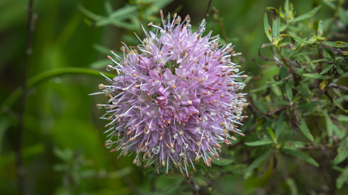 Allium senescens iNat (2)