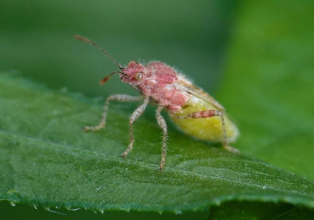 Arhyssus from South Riverdale, Toronto, ON, Canada on September 10