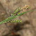 Carex gmelinii - Photo (c) V.S. Volkotrub, algunos derechos reservados (CC BY-NC), uploaded by V.S. Volkotrub