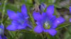 Gentiana dahurica - Photo (c) Mengshuai Ge, some rights reserved (CC BY-NC), uploaded by Mengshuai Ge