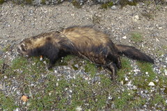 Mustela putorius