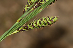 Carex gmelinii