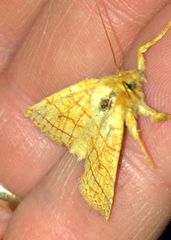 Pyreferra hesperidago