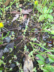 Alchemilla occidentalis