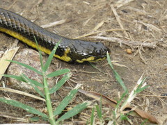 Helicops infrataeniatus