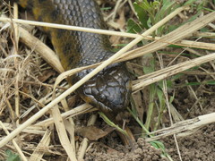 Helicops leopardinus