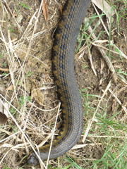 Helicops leopardinus