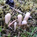 Clavaria tenuipes - Photo (c) matthewjones, algunos derechos reservados (CC BY-NC), subido por matthewjones