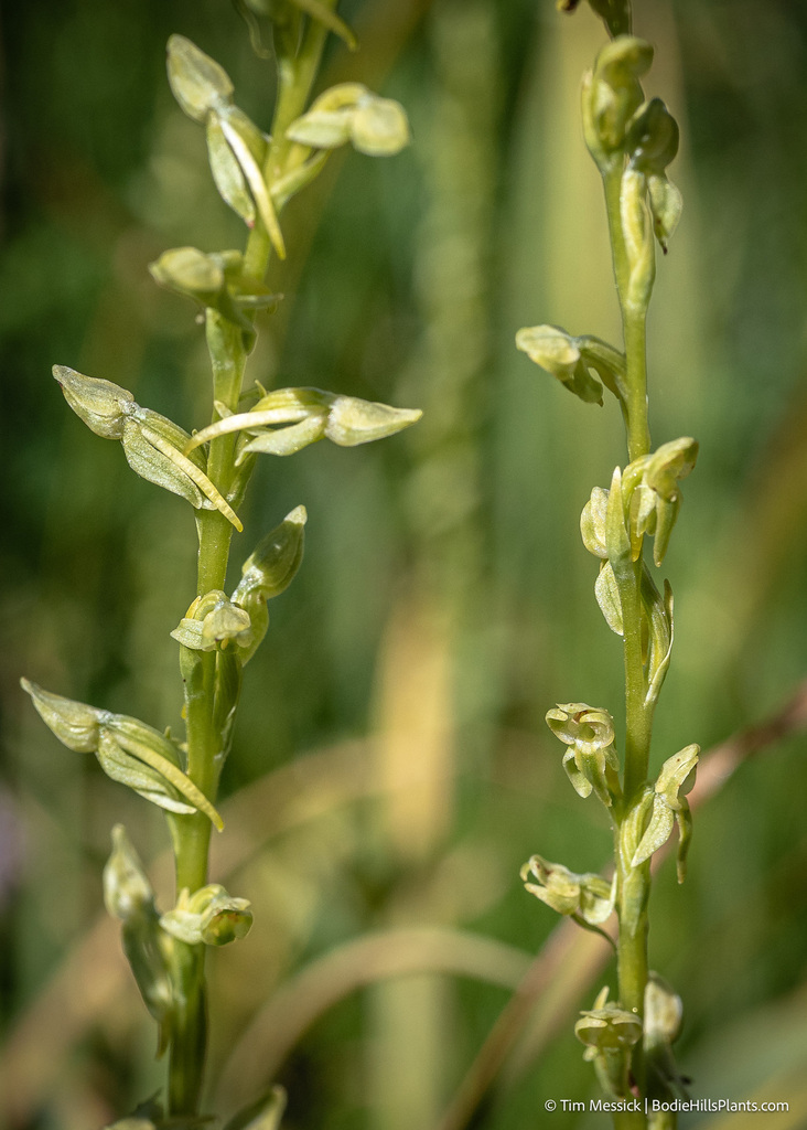 Platanthera sparsiflora