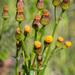 Alpine Groundsel - Photo (c) Tim Messick, some rights reserved (CC BY-NC), uploaded by Tim Messick