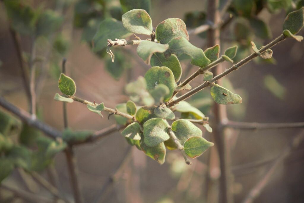 Velvet Rock-alder from meyersdal koppie on September 10, 2023 at 04:19 ...