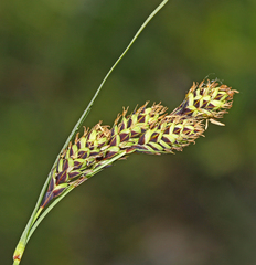 Carex gmelinii