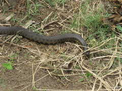 Helicops leopardinus