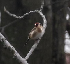 Carduelis carduelis