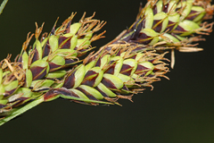 Carex gmelinii