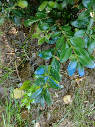 krušpán (Buxus)