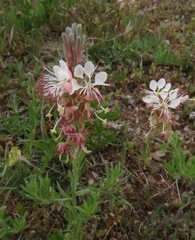Gaura
