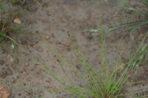 Eleocharis maximowiczii iNat (2)