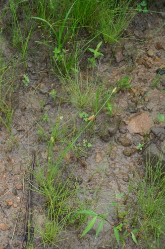 Eleocharis wichurae iNat (2)