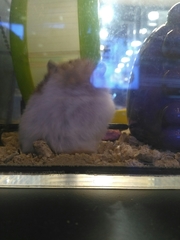 Mesocricetus auratus