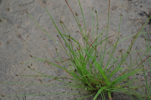 Eleocharis maximowiczii iNat (1)