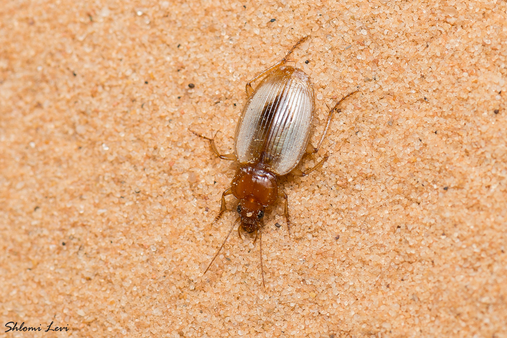 Discoptera arabica