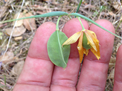 Calochortus pulchellus