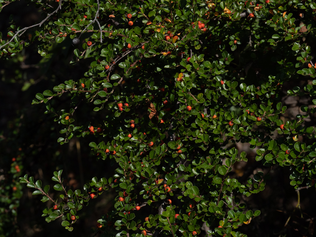 Cotoneaster hjelmqvistii, Budapest