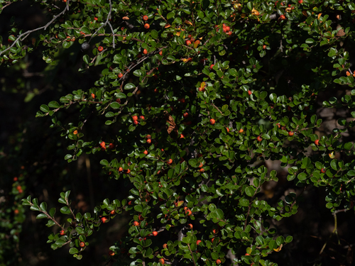 Cotoneaster hjelmqvistii