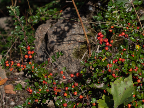Cotoneaster hjelmqvistii