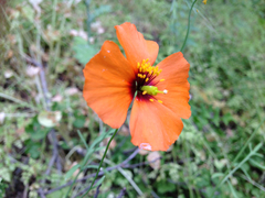 Papaver heterophyllum